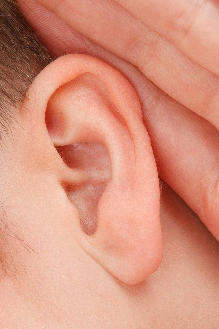 close up of an ear