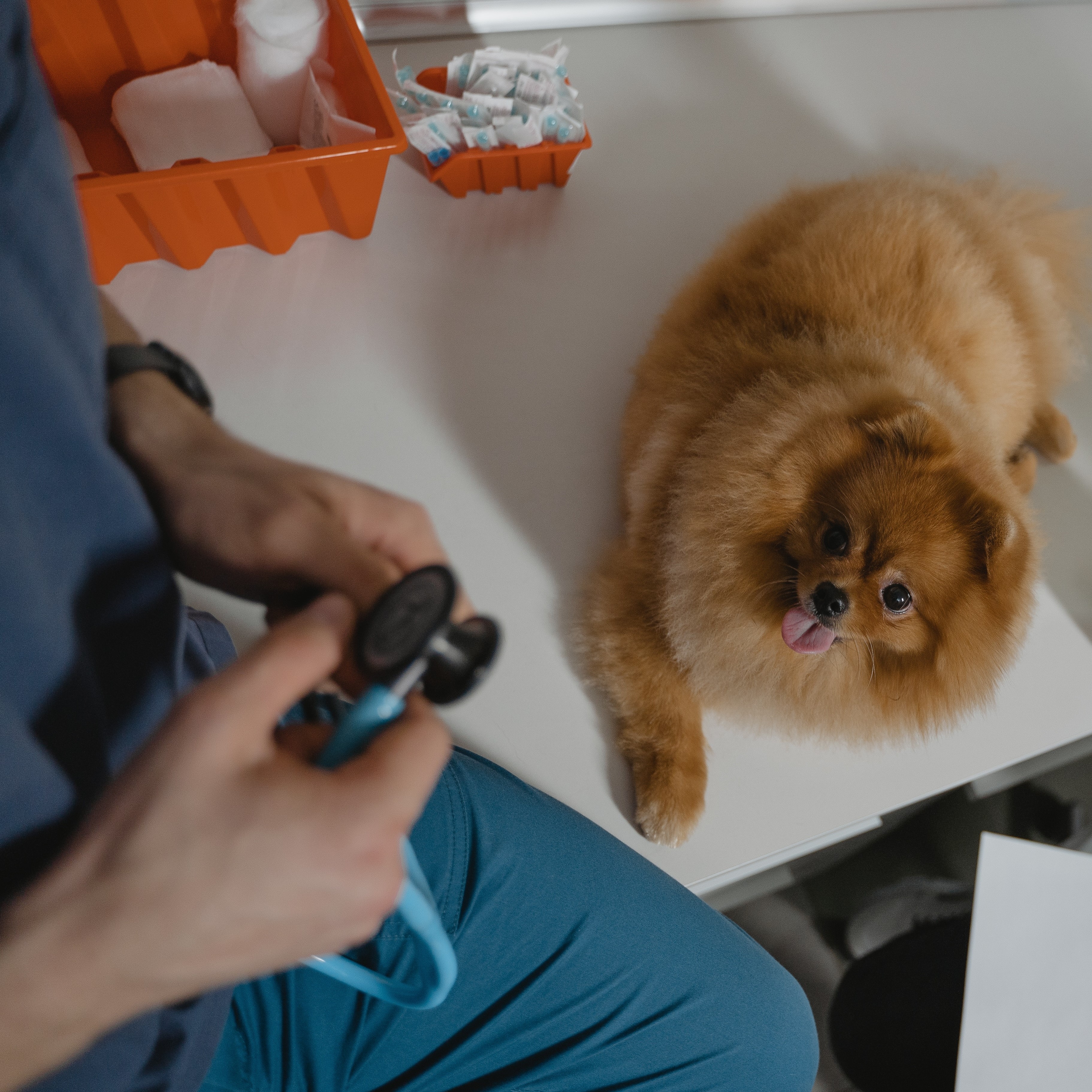 a vet holds a stethoscope with a dog on a diagnostic table