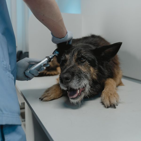 a veterinarian checking a dogs ear